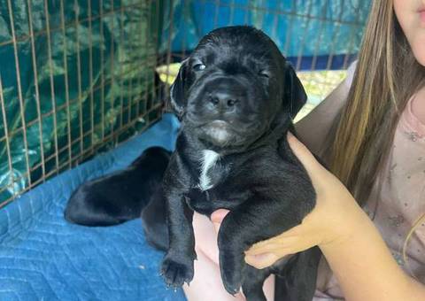 3 boy Jack Russell mix puppies for adoption