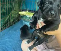 3 boy Jack Russell mix puppies for adoption - 2
