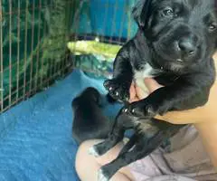 3 boy Jack Russell mix puppies for adoption