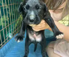 3 boy Jack Russell mix puppies for adoption