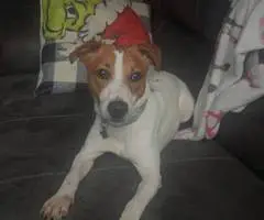 3 boy Jack Russell mix puppies for adoption