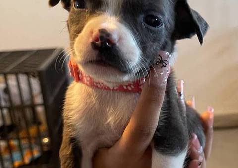 Pitbull puppies
