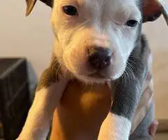 Pitbull puppies - 6