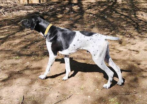 3 beautiful German shorthaired pointer puppies for sale
