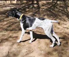 3 beautiful German shorthaired pointer puppies for sale