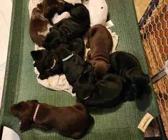 3 beautiful German shorthaired pointer puppies for sale - 2