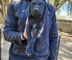 3 beautiful German shorthaired pointer puppies for sale - 4