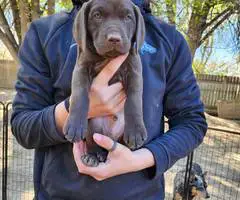 3 beautiful German shorthaired pointer puppies for sale - 5