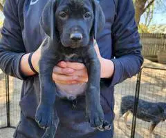 3 beautiful German shorthaired pointer puppies for sale - 6