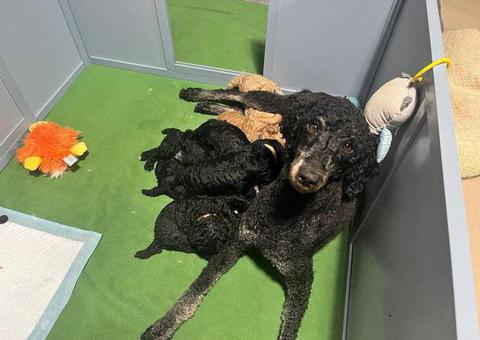 AKC black and apricot standard poodle puppies for sale
