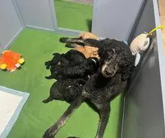AKC black and apricot standard poodle puppies for sale