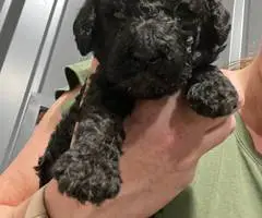 AKC black and apricot standard poodle puppies for sale - 3