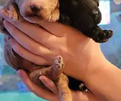 AKC black and apricot standard poodle puppies for sale