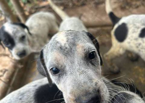 Bluetick x German shorthaired pointers
