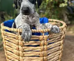 Bluetick x German shorthaired pointers - 6