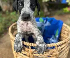 Bluetick x German shorthaired pointers - 7