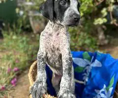 Bluetick x German shorthaired pointers - 8