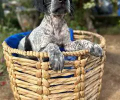 Bluetick x German shorthaired pointers - 9