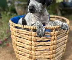Bluetick x German shorthaired pointers - 10