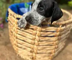 Bluetick x German shorthaired pointers - 11