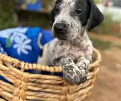 Bluetick x German shorthaired pointers - 13