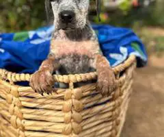 Bluetick x German shorthaired pointers - 14