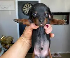 2 adorable Chihuahua dachshund puppies for adoption - 2