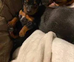 2 adorable Chihuahua dachshund puppies for adoption - 3