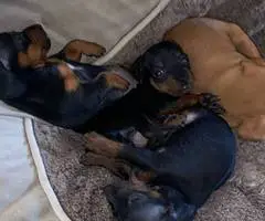 2 adorable Chihuahua dachshund puppies for adoption - 4