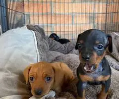 2 adorable Chihuahua dachshund puppies for adoption - 5