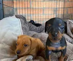 2 adorable Chihuahua dachshund puppies for adoption - 6