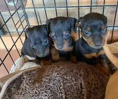 2 adorable Chihuahua dachshund puppies for adoption - 7