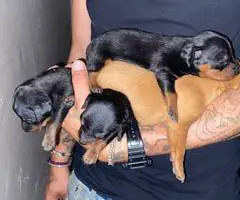 2 adorable Chihuahua dachshund puppies for adoption - 8