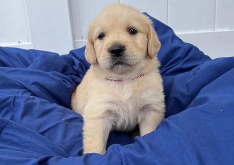 Auspicious Golden Retriever puppies
