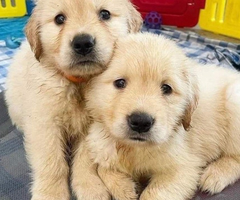 Auspicious Golden Retriever puppies - 2