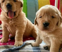Auspicious Golden Retriever puppies - 4