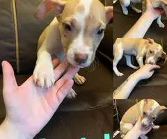 American Staffordshire pit bull puppies