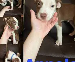 American Staffordshire pit bull puppies - 9