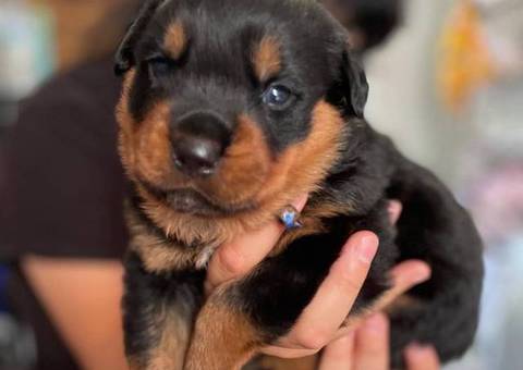 3 Rottweiler puppies for sale