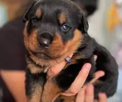 3 Rottweiler puppies for sale - 1