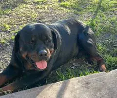 3 Rottweiler puppies for sale - 2