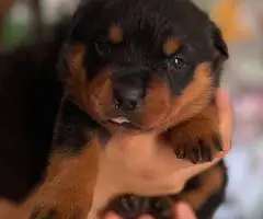 3 Rottweiler puppies for sale - 4