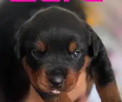 3 Rottweiler puppies for sale - 5