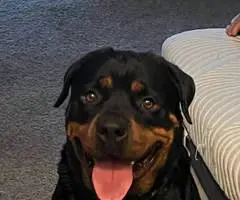 3 Rottweiler puppies for sale - 6
