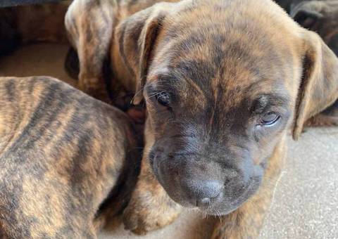 Cute bullboxer puppies for adoption