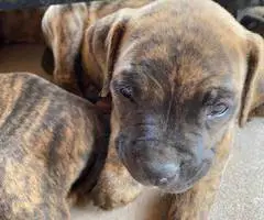 Cute bullboxer puppies for adoption - 1