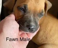 Cute bullboxer puppies for adoption - 2
