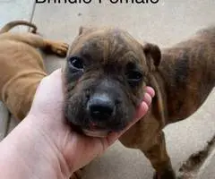 Cute bullboxer puppies for adoption - 3