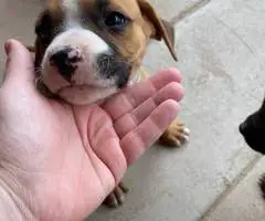 Cute bullboxer puppies for adoption - 4