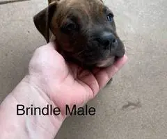 Cute bullboxer puppies for adoption - 5